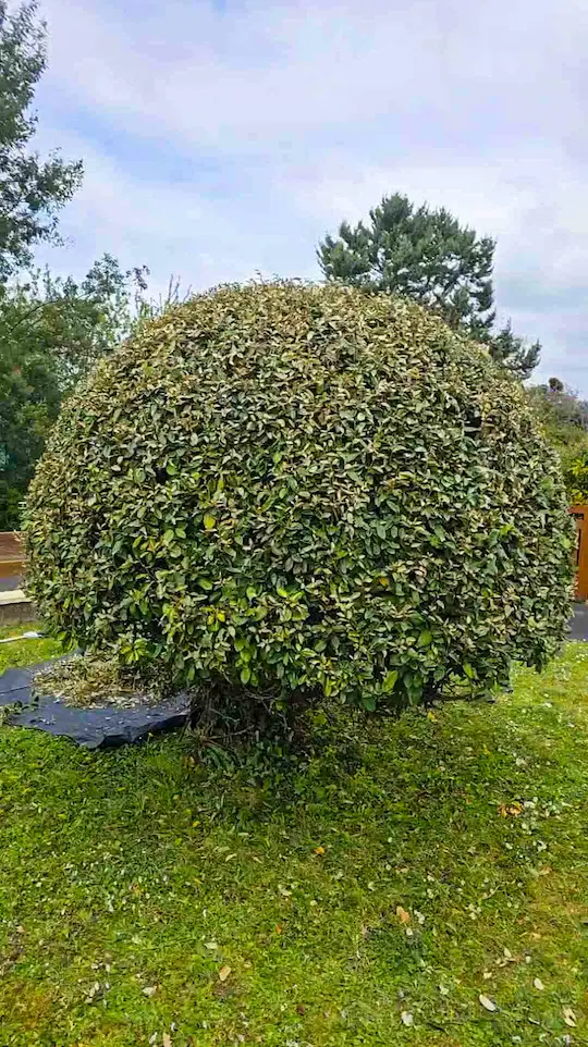 Image d'un arbre taillé